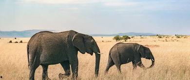 娱乐吃瓜君大象,大象背后的故事与真相